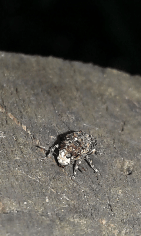 Anthribidae: Dissoleucas niveirostris? S.